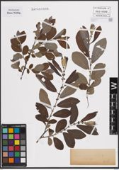 Foto von Salix cinerea L.